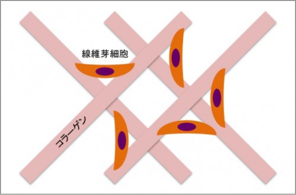 細胞×コラーゲン共同体の図